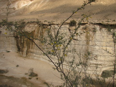 Colutea istria