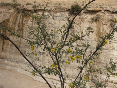 Colutea istria, photograph 1