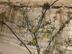 Colutea istria, photograph (c) Nachman bones, some rights reserved (CC BY)