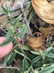 Indigofera linifolia