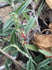 Indigofera linifolia