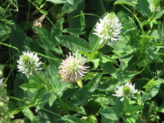 Trifolium ambiguum