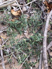 Indigofera linifolia