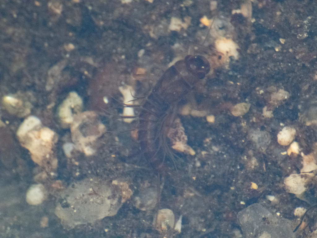 Calliarcys humilis