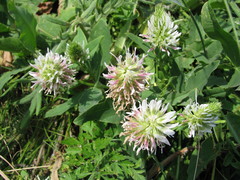 Trifolium ambiguum