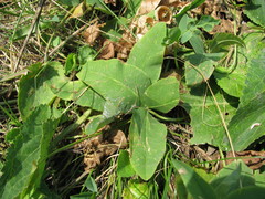 Trifolium ambiguum