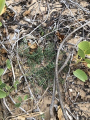 Indigofera linifolia