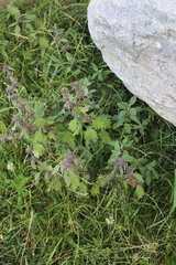 Marrubium leonuroides