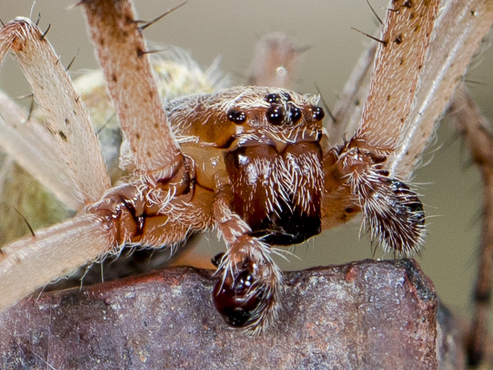 Larinioides ixobolus