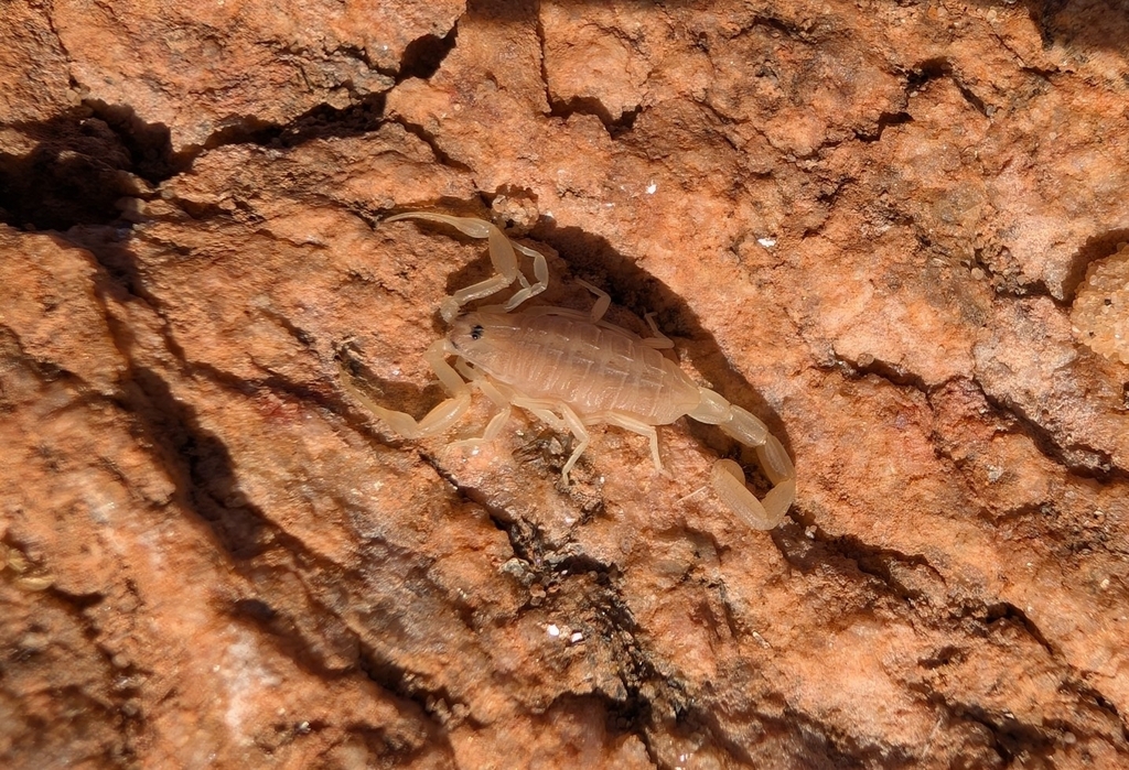 Compsobuthus turieli