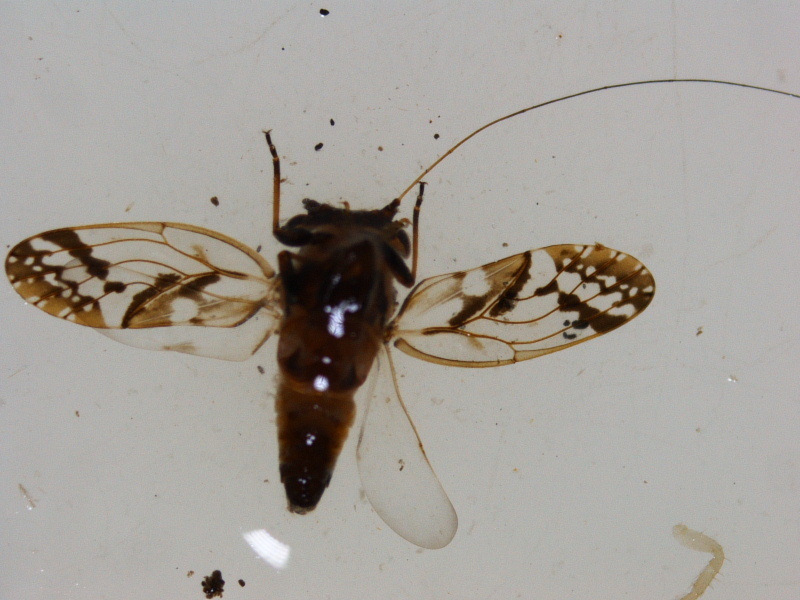 Limbopsylla
