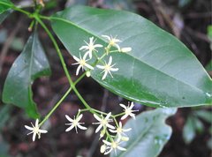 Acronychia pedunculata