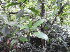 Acronychia pedunculata