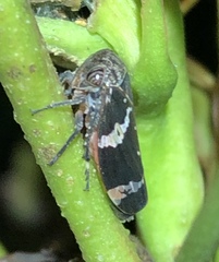 Eurymeloides punctata