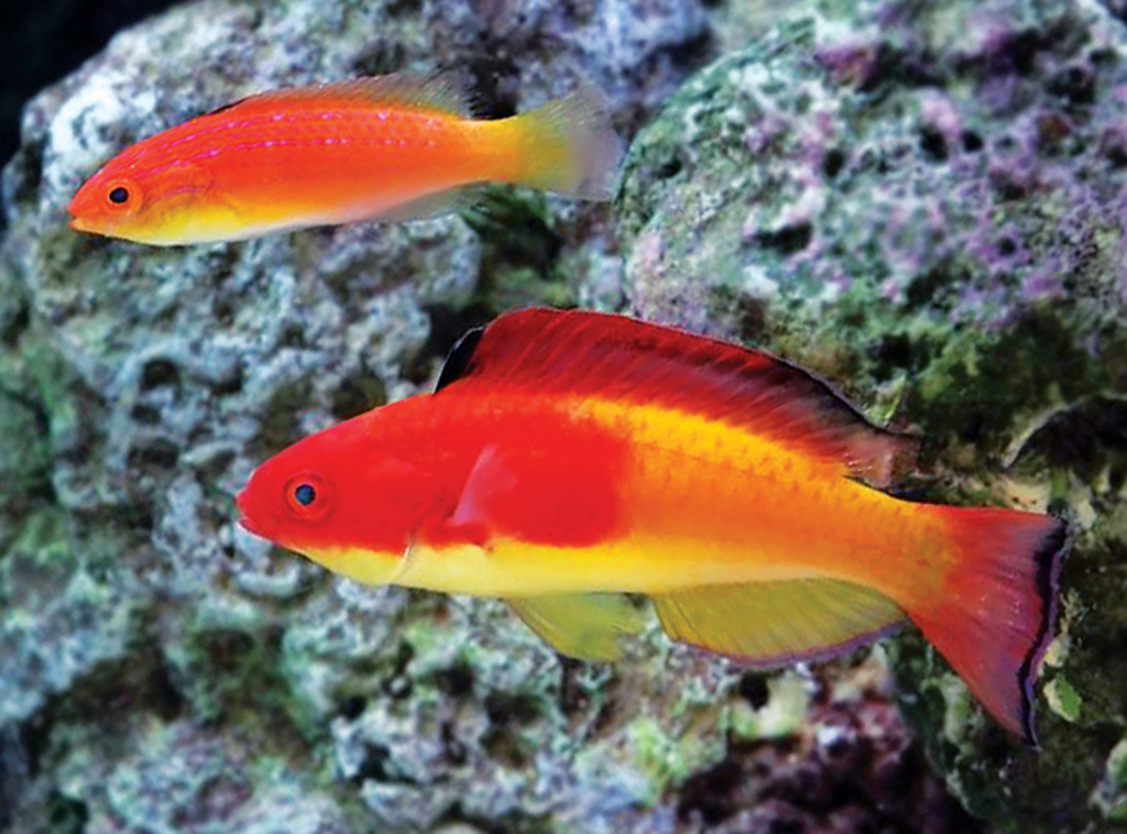 Hooded Fairy Wrasse