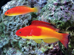 Hooded Fairy Wrasse photo 1