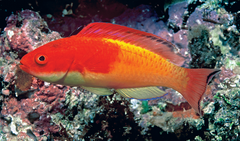 Hooded Fairy Wrasse photo 2