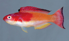 Hooded Fairy Wrasse photo 3