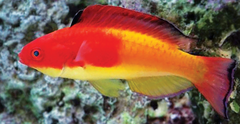 Hooded Fairy Wrasse photo 4