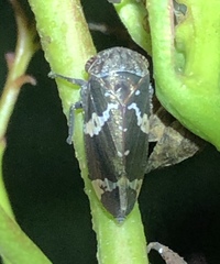Eurymeloides punctata