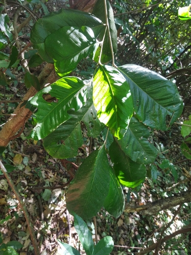 Licania arborea - Whole tree