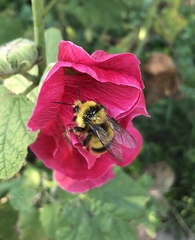 Bombus ignitus
