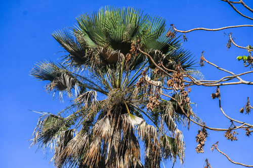 Carnauba wax palm (Copernicia prunifera)