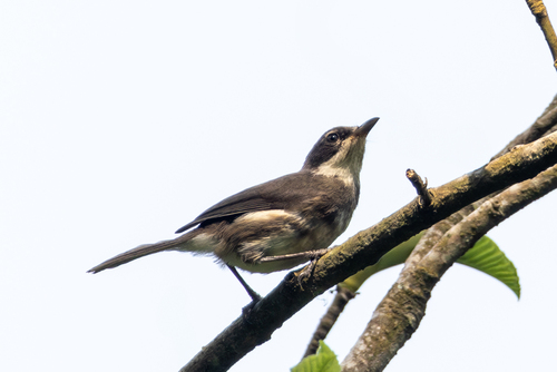 Dohrn's Warbler (Sylvia dohrni), photo 4