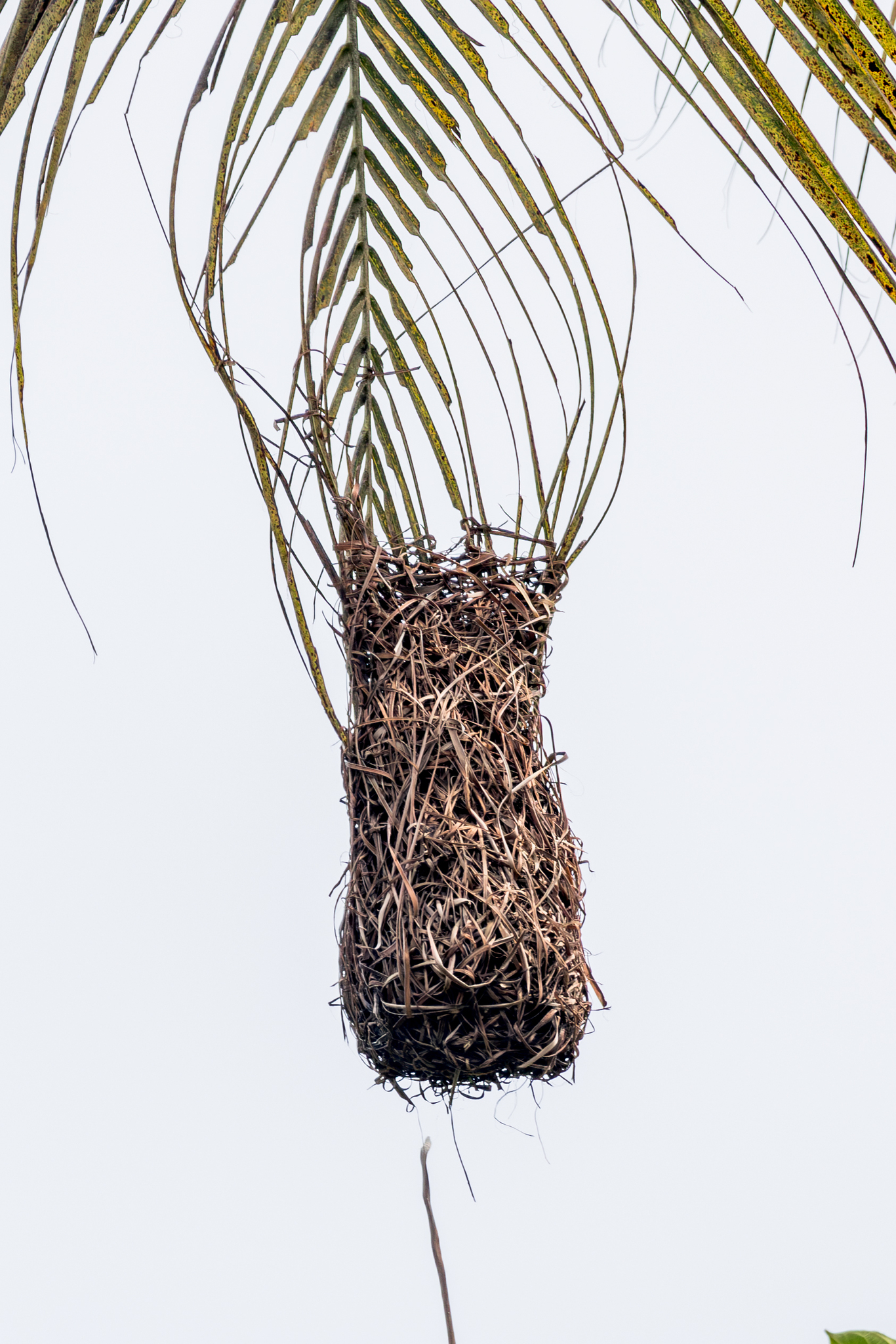 Principe Weaver (Ploceus princeps), photo 8
