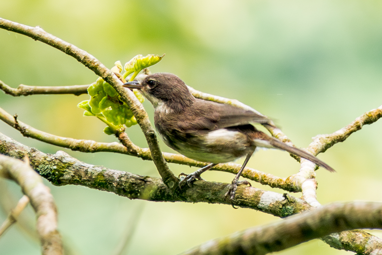 Dohrn's Thrush-Babbler illustration