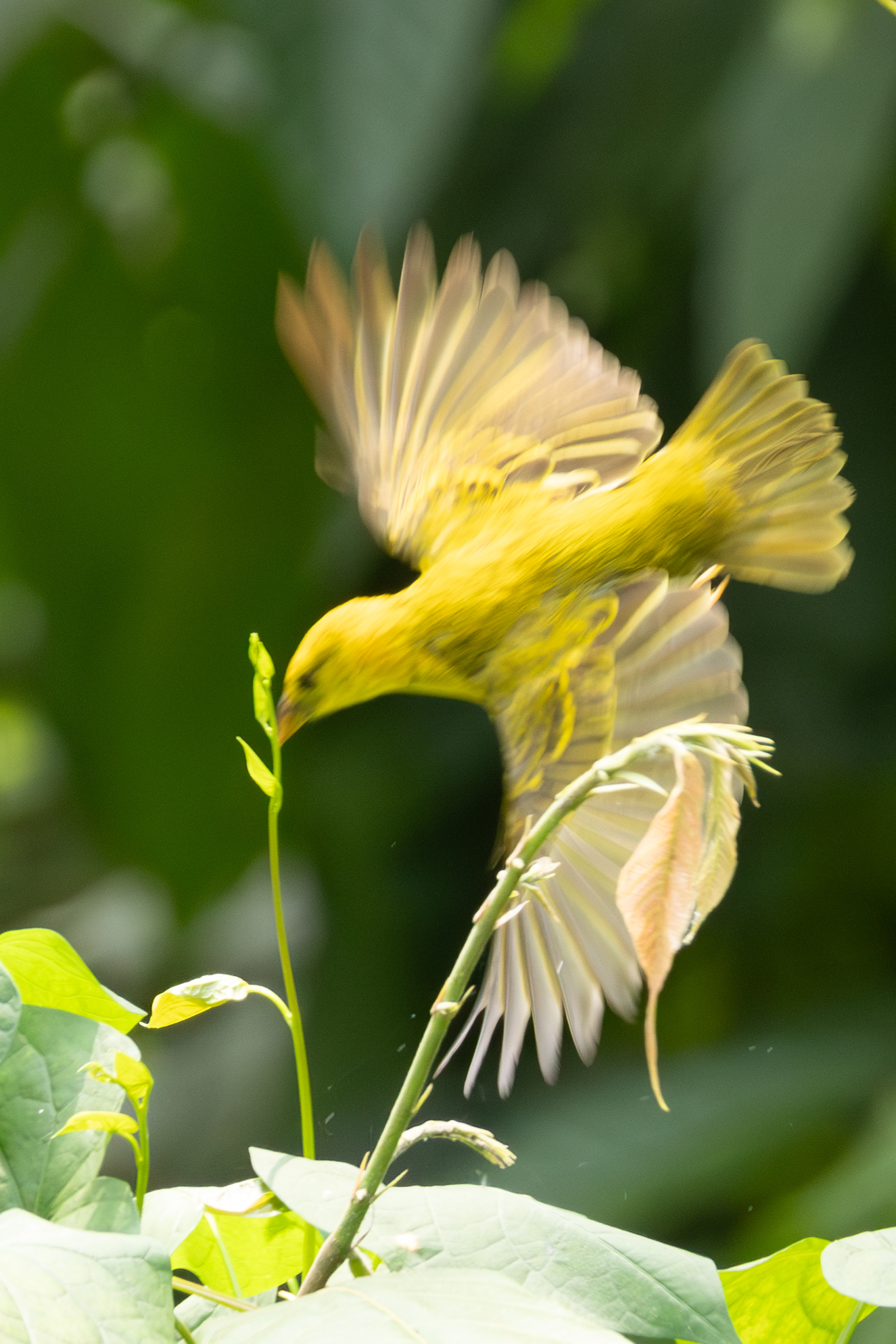 Principe Weaver (Ploceus princeps), photo 7