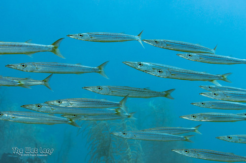 Sphyraena borealis DeKay, 1842