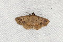 Antiblemma concinnula