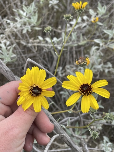 California brittlebush hybrid (Encelia farinosa)