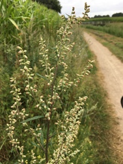 Artemisia vulgaris