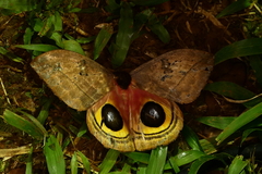 Automeris belti