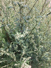 Artemisia vulgaris