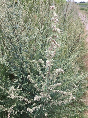 Artemisia vulgaris