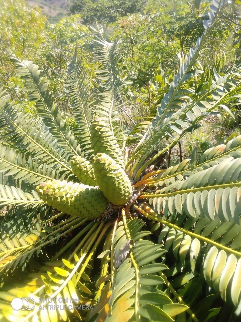 Chimanimani Cycad