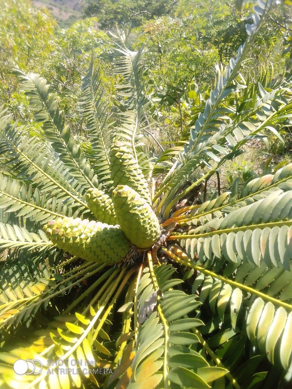 Encephalartos chimanimaniensis
