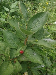 Lonicera alpigena