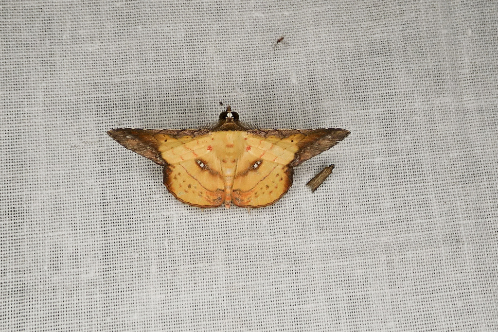 Cryptochrostis