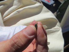 Cicindela depressula