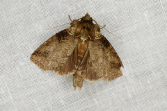 Drugera morona