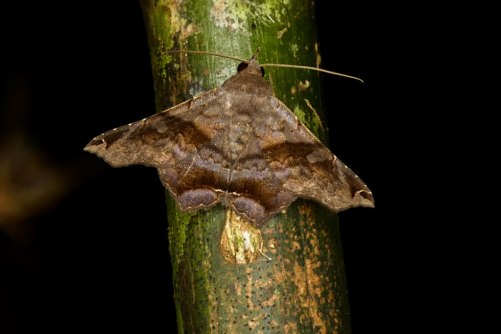 Euclystis vulgaris