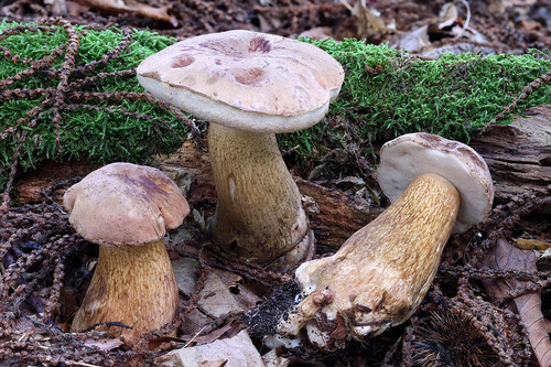 Bitter Bolete