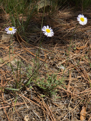 Erigeron tracyi