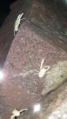 Munidopsis polymorpha