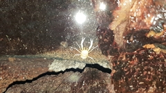 Munidopsis polymorpha