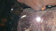 Munidopsis polymorpha